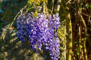 Vibrant wisteria blossoms cascading gracefully under the warm sunlight in a serene garden setting photo