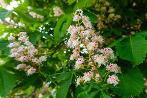 Blossoming chestnut trees create a delicate and enchanting display of flowers in a tranquil garden setting during springtime photo