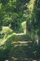 Lush green pathway invites wanderers through a serene forest landscape on a sunny afternoon photo