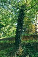 Lush greenery entwines a majestic tree in a tranquil forest oasis during a sunlit afternoon photo