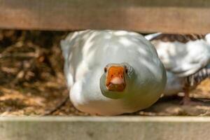 Curious goose peeks through wooden fence in a sunlit farmyard during a warm afternoon in early spring photo