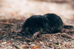Curious small creature exploring the earthy ground in a tranquil forest setting during midday light photo