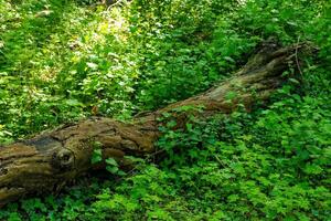 Sunlight filters through leaves onto a moss-covered log in a serene forest setting during late spring photo