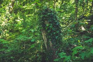 Enchanted forest showcasing a tree adorned with lush green ivy during a serene afternoon in springtime photo