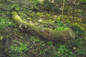 Exploring the tranquil forest floor where nature reclaims fallen trees amidst lush greenery in springtime photo