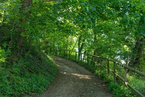 Embracing nature's tranquility on a winding forest path illuminated by soft sunlight filtering through lush green leaves photo
