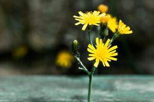 Bright yellow wildflowers bloom delicately among the greenery, capturing the essence of nature's beauty in a serene outdoor setting photo