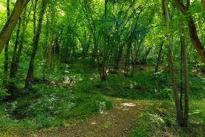 Lush green forest pathway inviting adventurers to explore nature's serene beauty in the midday sun photo