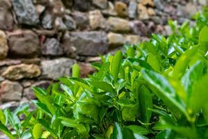 Lush green foliage contrasting against the textured stone wall in a serene outdoor garden during a sunny afternoon photo