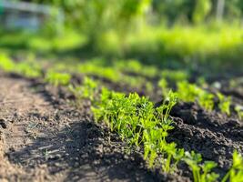 Young carrot seedlings growing in fertile soil in vegetable garden. photo