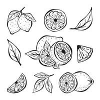 Lemon Line Hand Drawn Icons Set Isolated on white Background. Outline Sketch Citrus Whole with Peel and Natural Fruit Cut into ifferent pieces and circle lices, Lemon Zest, Branch of Blossom Leaves. vector