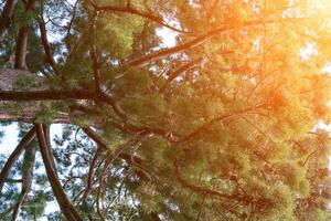 Trees branches sunlight. Sun shines through pine tree branches up high outside on bright day. photo