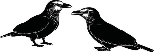 Silhouette of two crows facing each other on white background with detailed feathering vector