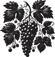 A monochrome illustration of a grape vine with leaves and a bunch of grapes hanging vector