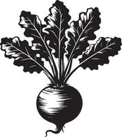 Illustration of a beet with large leaves in black and white format art vector
