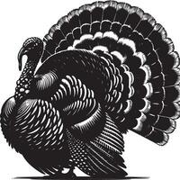 A detailed black and white illustration of a turkey with its feathers displayed out vector