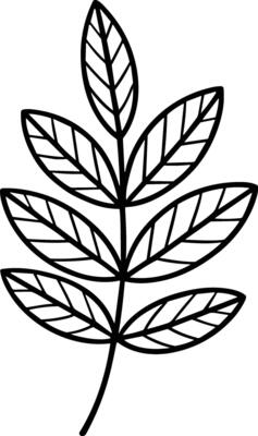 Compound Leaf Line Art Illustration for Thanksgiving and Autumn Decor
