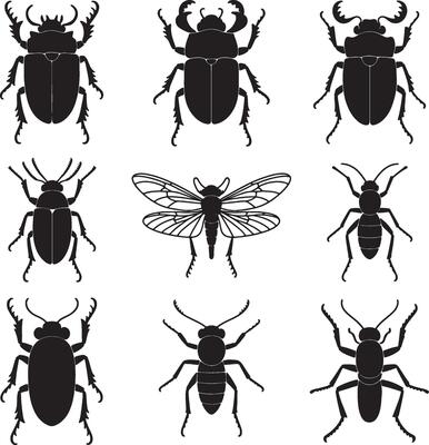 Beetle and insect silhouettes black and white assortment of bugs collection