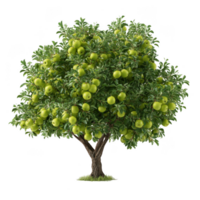 Lush green apple tree filled with ripe green apples, symbolizing abundance and healthy farming practices. This vibrant tree represents pesticide free orchard, promoting safe and sustainable png