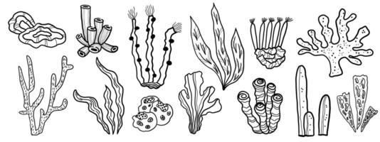 Coral reef sketch with different marine organisms. Hand drawn illustration of corals and algae underwater sea and ocean plants. Graphic in line art style. Design element for card, print, poster, logo vector