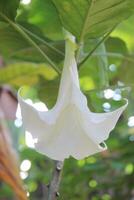 a white flower is growing on a tree photo