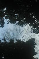 a tree is reflected in a puddle of water photo