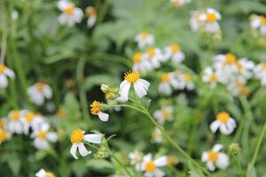a group of white and yellow flowers in a field photo