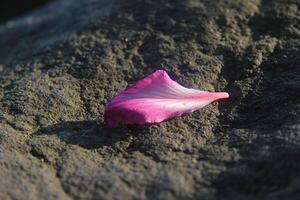 a pink flower laying on a rock photo