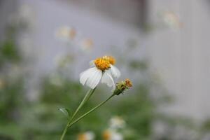 a white flower with yellow centers is in the middle of a field photo
