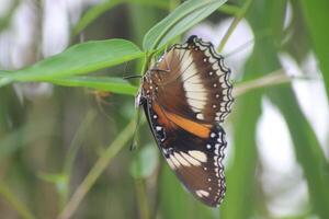 a butterfly is sitting on a plant with green leaves photo