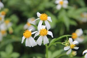 white flowers with yellow centers are growing in the grass photo