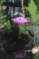 a pink lotus flower in a pond with water lilies photo