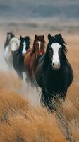 Herd of wild horses galloping through tall grass in a misty landscape at dawn photo