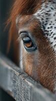 Close-up of a horse's eye with rich detail captured in a barn during late afternoon light photo