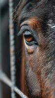 Close-up view of a horse's eye revealing deep emotions in a barn setting during late afternoon light photo