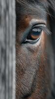 Close-up of a horse's eye revealing emotion behind a wooden fence in a serene countryside setting photo