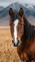 Close-up view of a brown horse in a golden grass field with mountains in the background during a cloudy day photo
