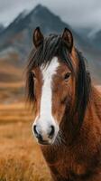 Majestic brown horse with striking white stripe stands in golden grassland with mountains in background on a cloudy day photo