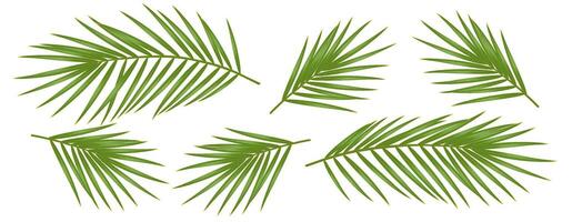 Realistic illustration of green palm leaves in various arrangements. Perfect for tropical design projects or backgrounds requiring a natural touch, isolated on white. vector