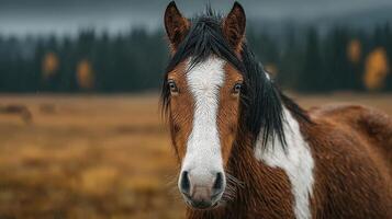 Majestic horse stands in a misty field, displaying its beautiful features and serene expression during a cloudy morning photo