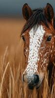 Close-up of a speckled brown horse standing amidst golden grasses on a cloudy day photo