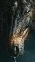 Majestic horse close-up with water droplets in soft light showcasing its expressive features and serene demeanor photo