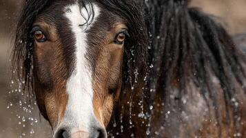 Horse with glistening droplets of water on its mane in a close-up shot during a sunny afternoon photo