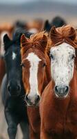 Horses in a wild herd moving gracefully across a vast landscape under a cloudy sky photo