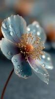 Delicate blue flower adorned with water droplets in a softly blurred background during a serene morning photo