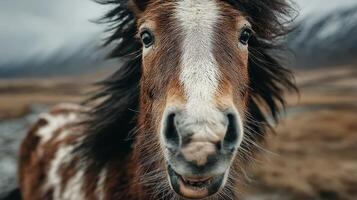 Wild pony in a rugged landscape during overcast weather, showcasing its expressive features and mane photo