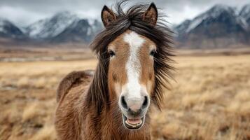 Horse with shaggy mane standing in a golden grassy field with mountains in the background photo