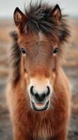 Miniature pony smiles warmly on a cloudy day at seaside location with sandy background photo