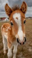 Curious foal explores the pasture during a cloudy afternoon at a rural farm photo