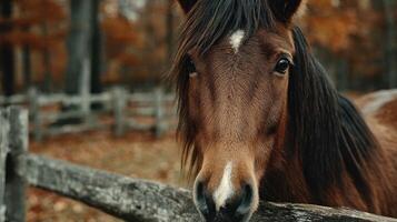 Beautiful brown horse standing near a wooden fence in an autumn landscape photo